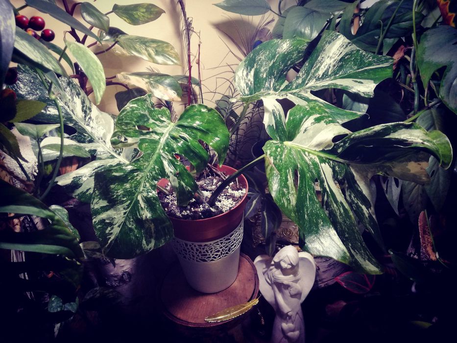 Monstera Typ Oceana Variegata NoID wielka RZADKOŚĆ Philodendron Albo
