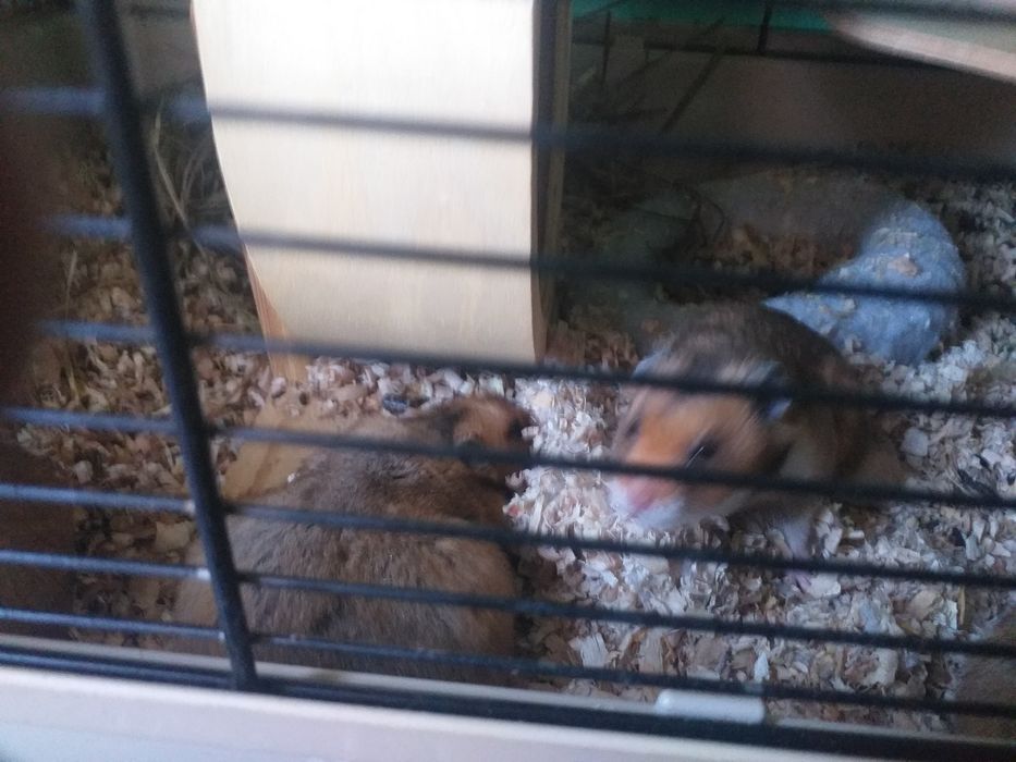 Sprzedam chomiki z klatką