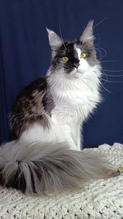 Котик породы Мейн Кун