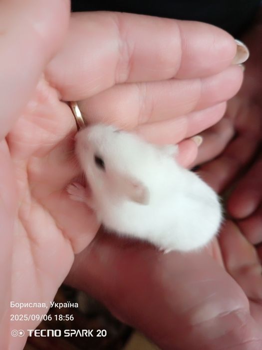 Джунгарський хом'як