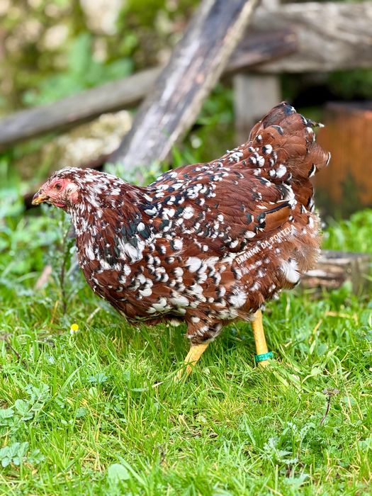 Brahma / Wyandotte / Leghorn ( AVES )