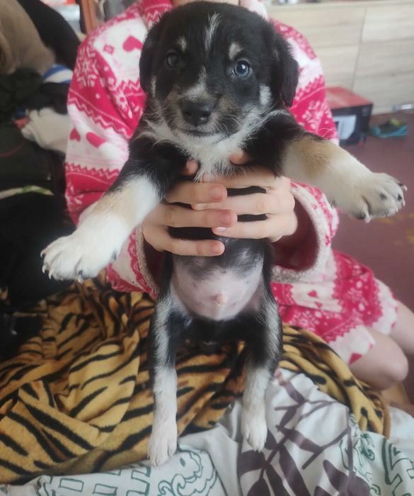 Цуценята в добрі руки безкоштовно