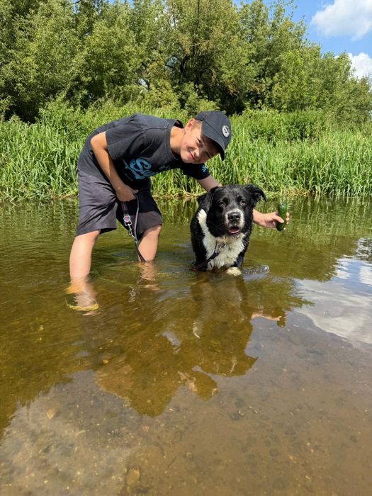Pokochaj Dylana! Duży psiak w typie stróżującego