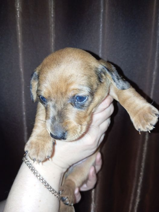 Продам  цуценят  такси