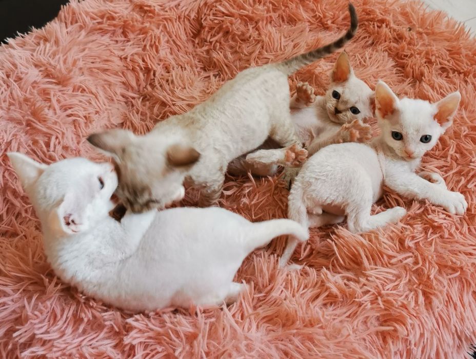 Kocurek Devon Rex