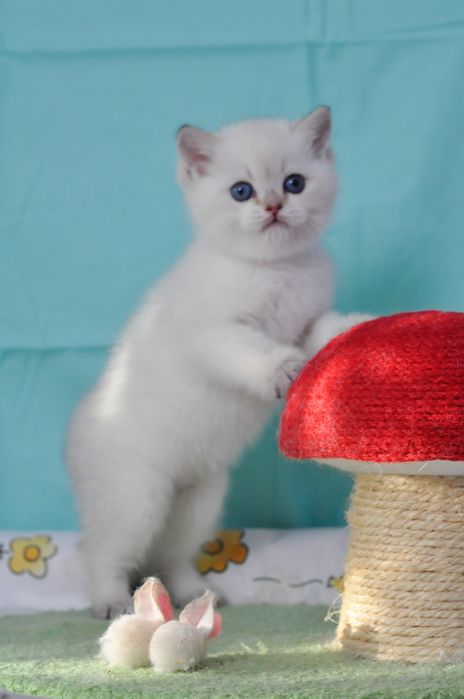Британський кошеня хлопчик з блакитними очима