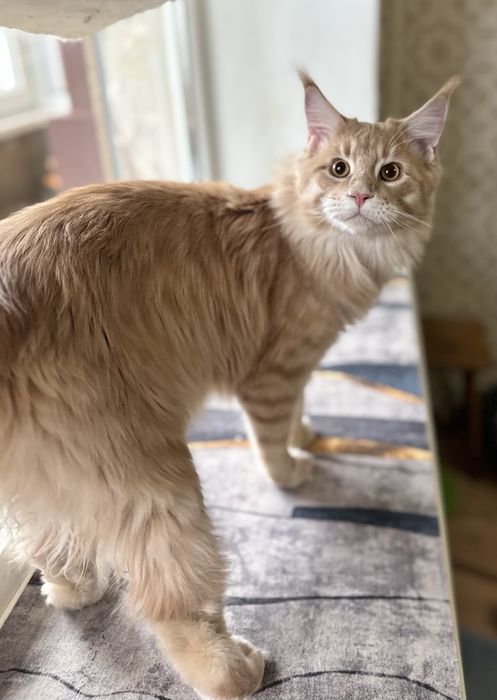 Мейнкуны  разный окрас и возраст ,крупные  с документамиWCF.