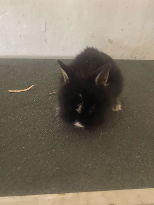 Króliki miniatorowe tedy