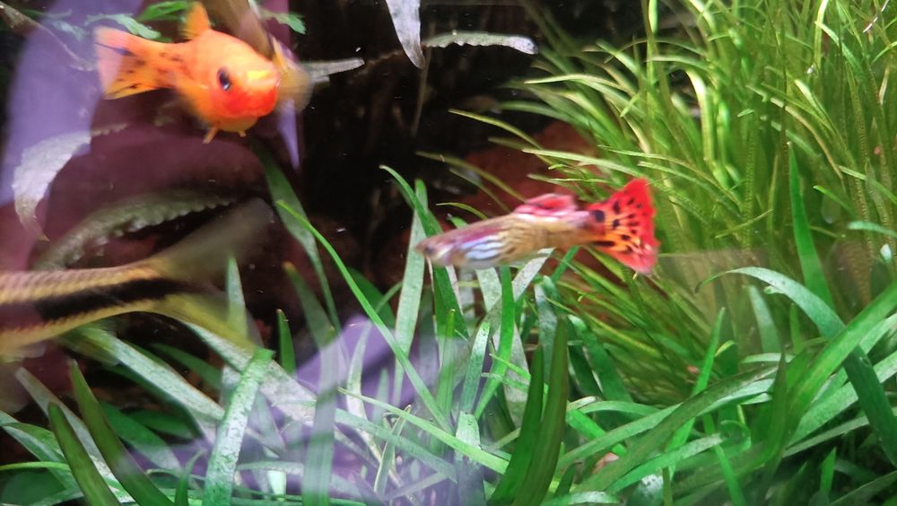 Vendo guppys (ver fotos)