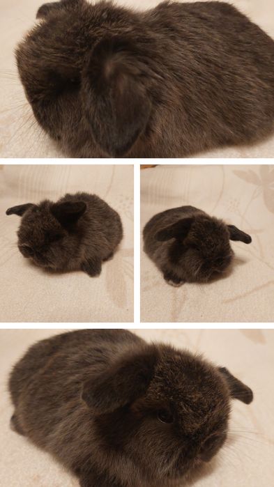 Króliczki mini-lopy i karzełki teddy