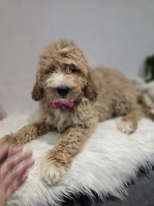 Goldendoodle Standard