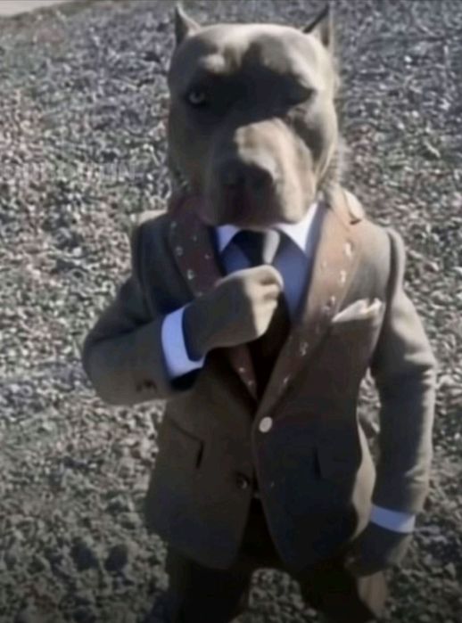 СОРОЧНО продам питбайк, состояние: бу