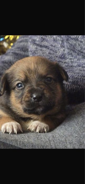 Pieski szczeniaki za darmo