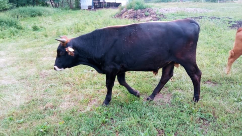 Odsadek byczek Brown swiss