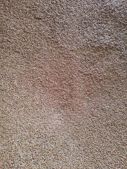 Sprzedam  jeczmień Eunowa.