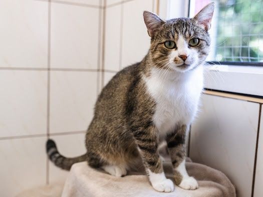 Kotki koty kociaki  do adopcji