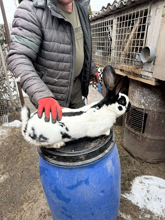 Кролі самець  срібло строкач