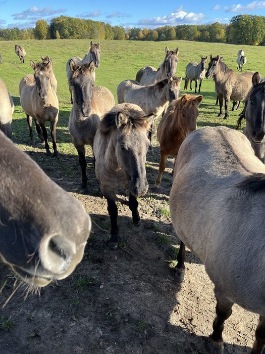 Konik polski klaczki ogierki