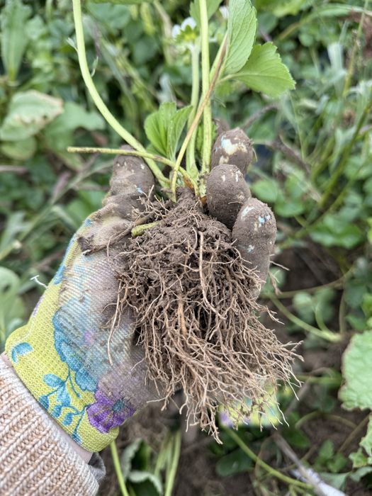 Копані саджанці полуниці