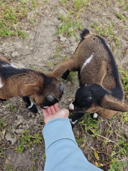 Casal de cabras anãs + oferta de 2 galinhas e um galo