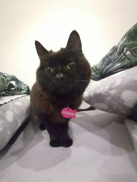 Chapas de identificação para o/a seu/sua companheiro/a