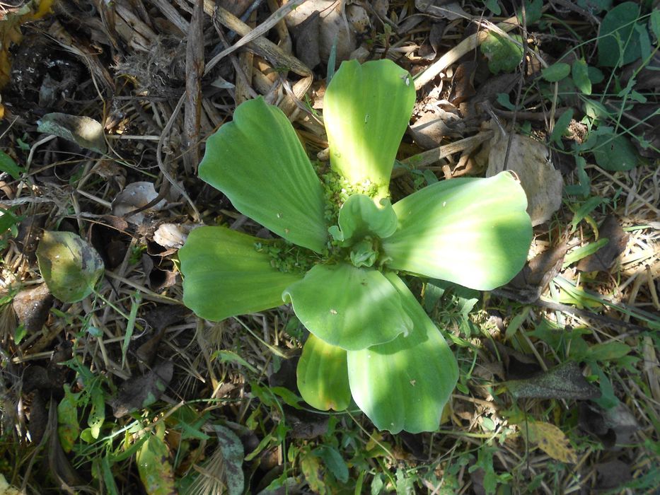 Planta aquatica flutuante lagos lagoas charcas filtros
