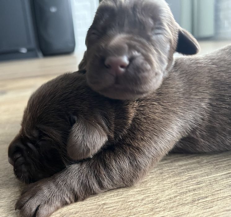 Labrador  ostatnia suczka