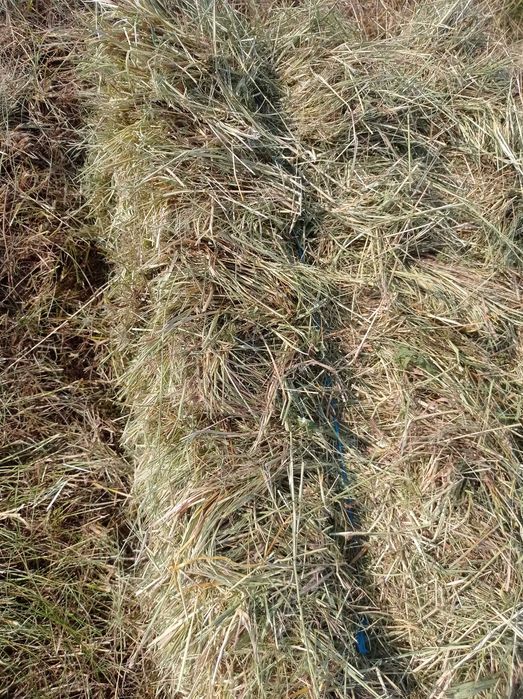 Продам сіно в тюках