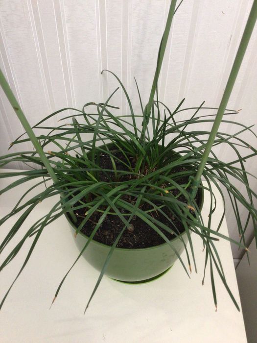 Чудесный комнатный нарцисс Зефирантес белый  цветки, молодой недорог