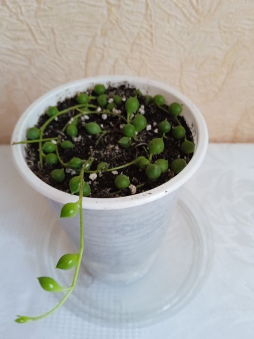 Хрестовик Роулі, Сенеціо Роулі, Senecio rowleyanus