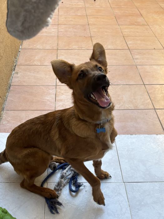 Doação cão afetuoso