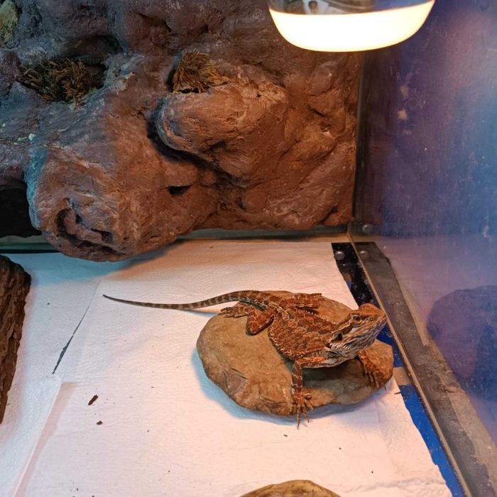 Agama brodata, agamy brodate