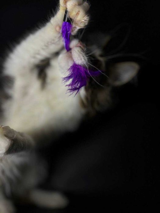 Мейн-кун дівчинка з клубними документами WCF • усі вакцини