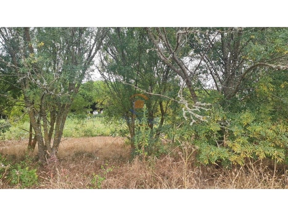 Terreno agrícola 6.000 m2 | A dos Cunhados, Torres Vedras