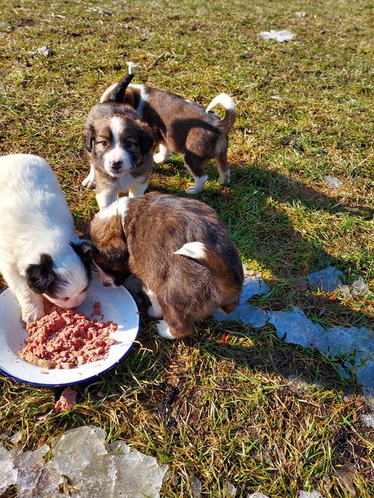 Oddam szczeniaczki w dobre ręce