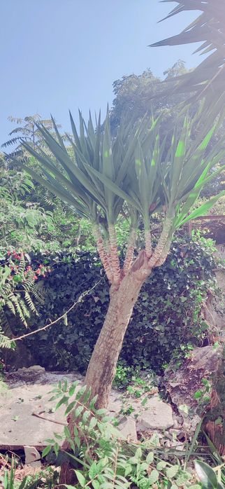 Planta Yuca vários tamanhos