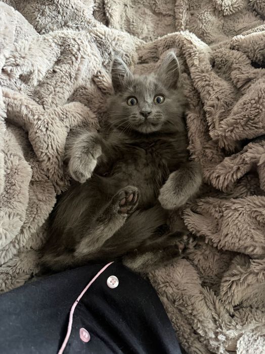 Віддамо котика у добрі руки
