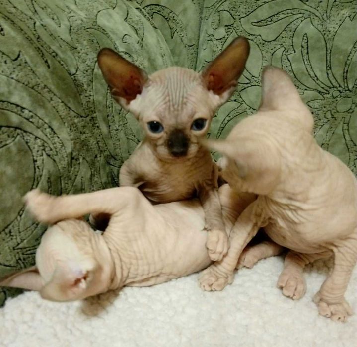 Мальчики и девочки Канадского Сфинкса и Эльфы.