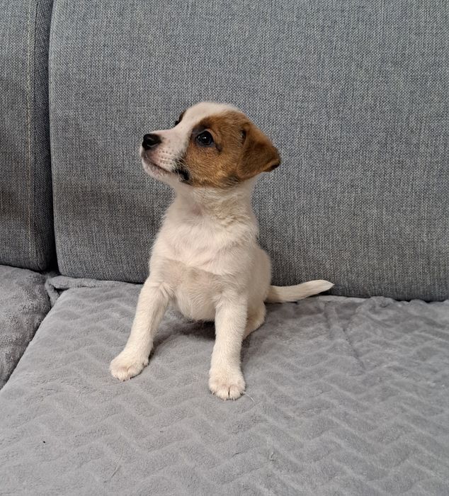 Jack Russell terrier