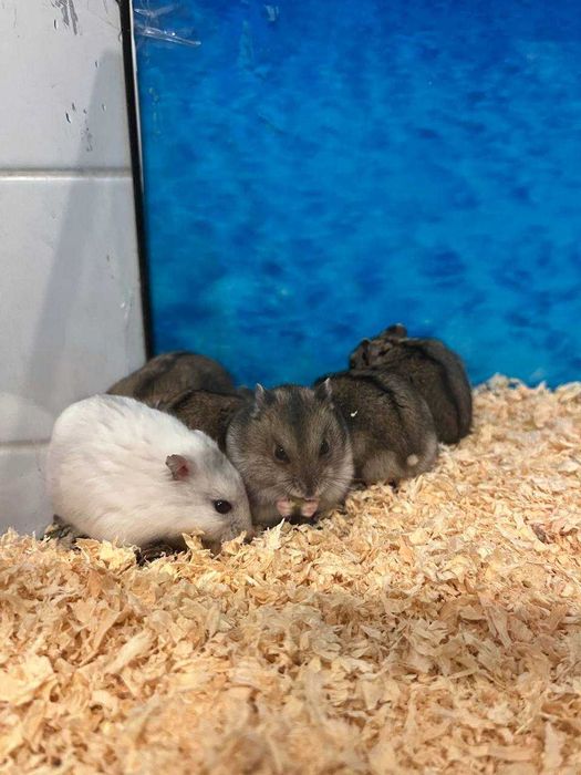 Sprzedam młode chomiki – oswojone i zdrowe