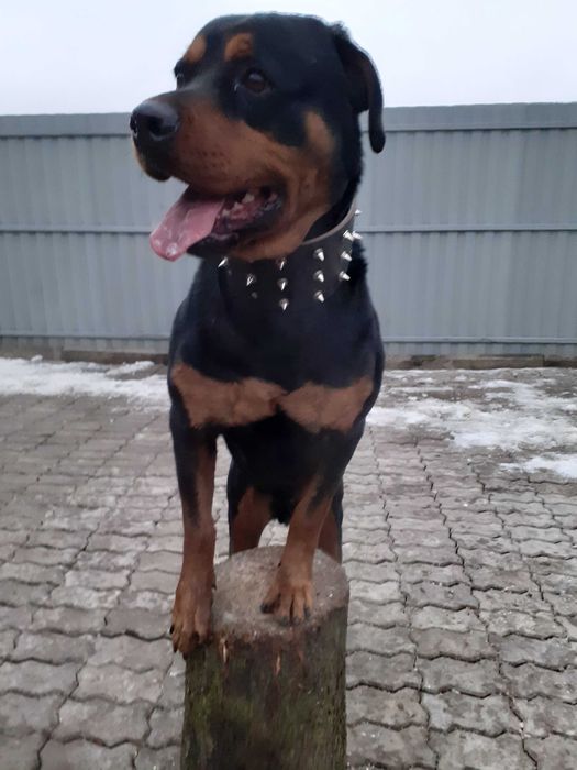 Професійне Дресирування собак!!!