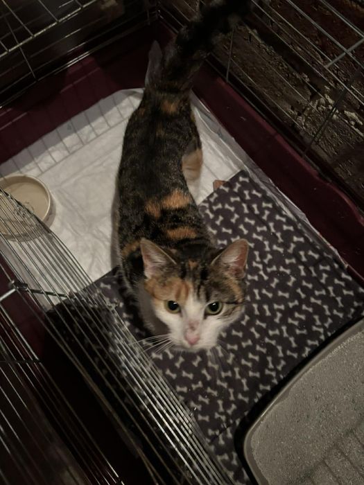 Kot kotek kotka do adopcji