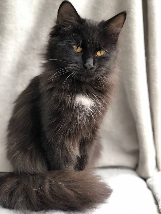 Кошечка ждёт свою семью 8 месяцев