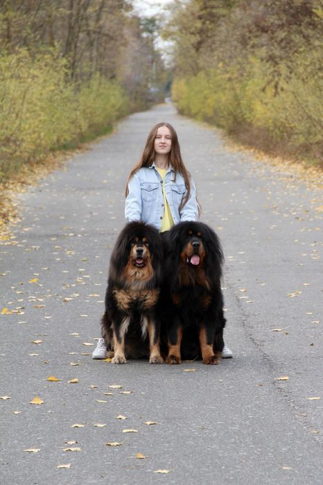 Тибетський мастиф, вязка