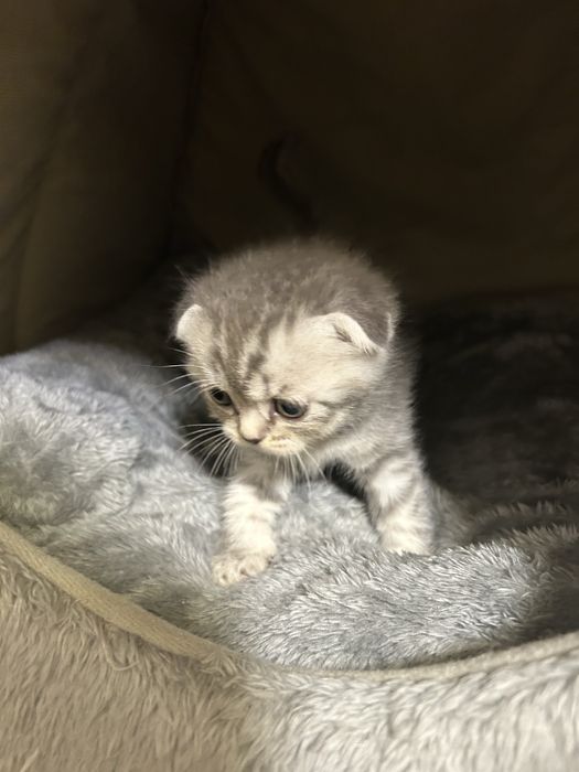 Кошенята шотландці