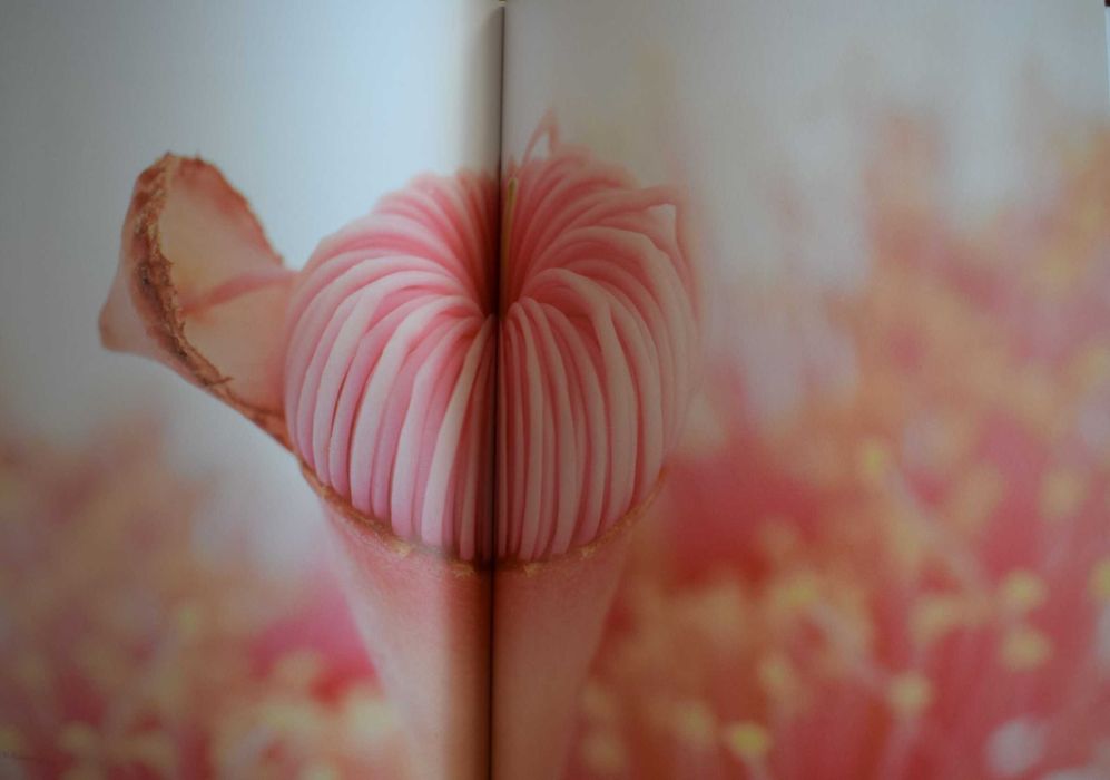 Moje Pierwsze Pięć Lat Grawer Imię Pamiątka Chrztu Anne Geddes