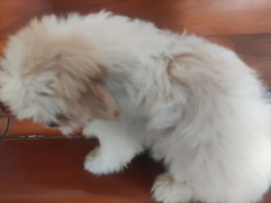 Малыш Ши-тцу ,мальчик