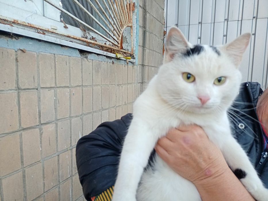 Отдам в хорошие руки