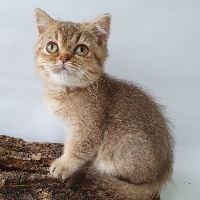 Киев Золотая шиншилла, породистые котята котенок котик, с документами