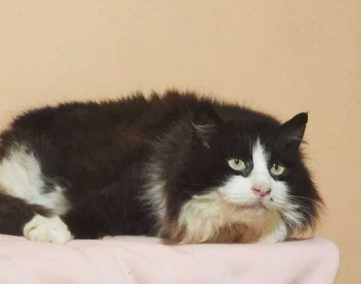 Маркиза в добрые руки!